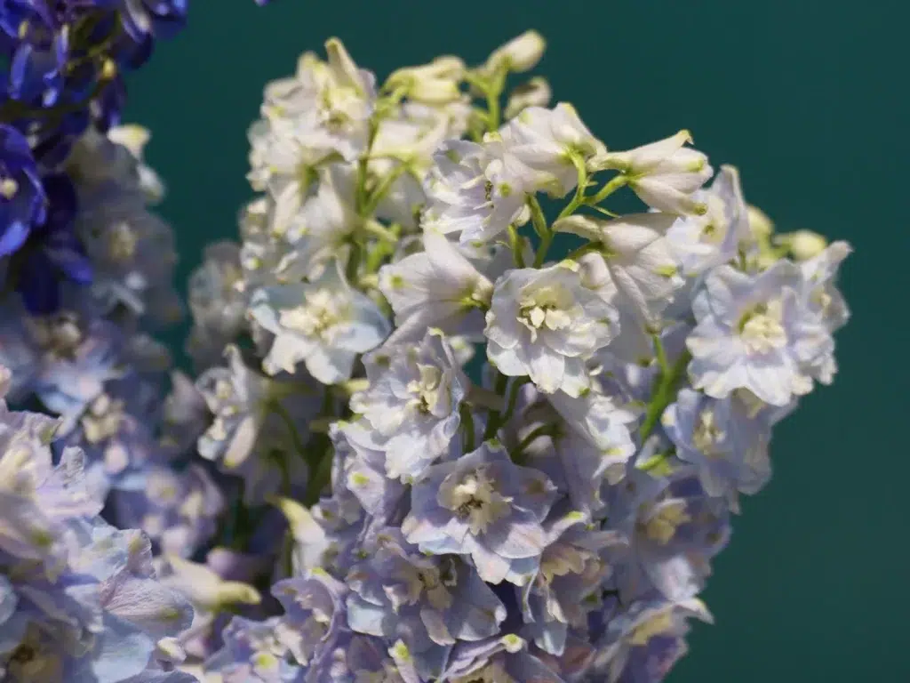 Gaiši violetas Delfīnijas uz tumša tirkīza krāsas fona.