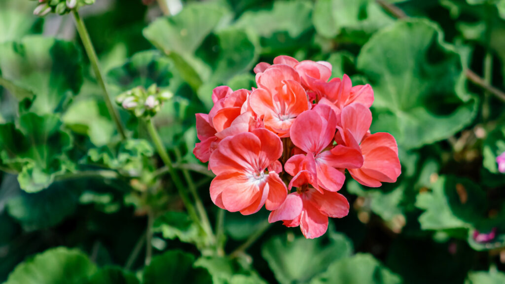 Krūmā aug sārtas, sarkanas Pelargonijas.