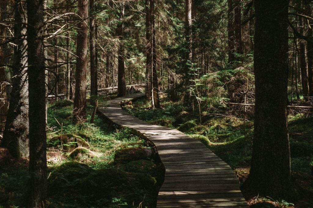 Kaltenes dabas taka ēnainā vietā.