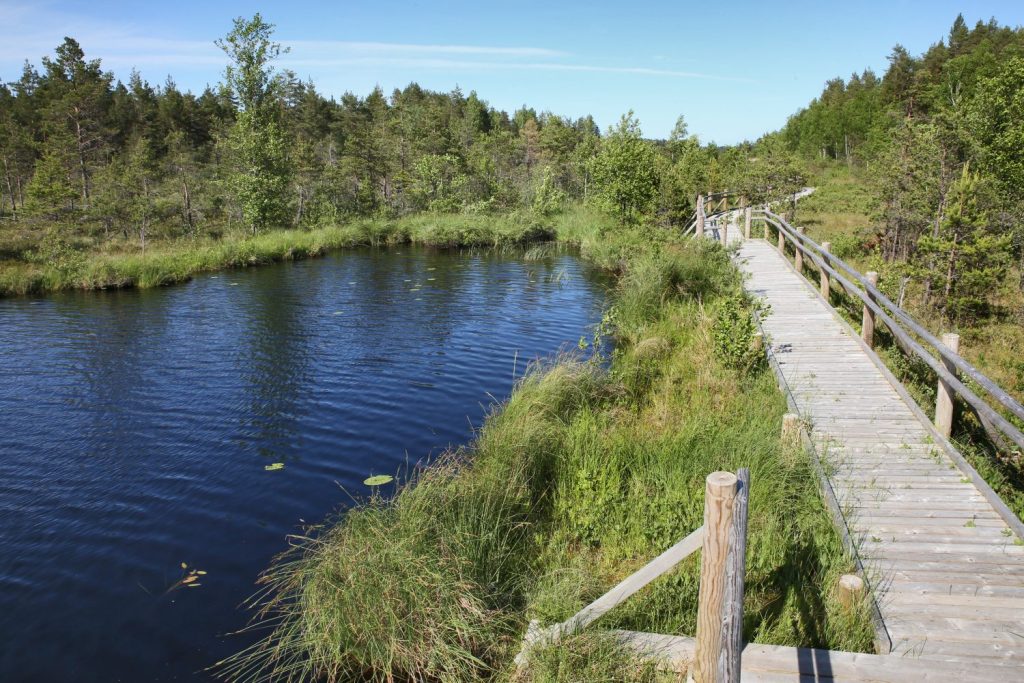 P'wterezera dabas taka garām mežam pa dienu.