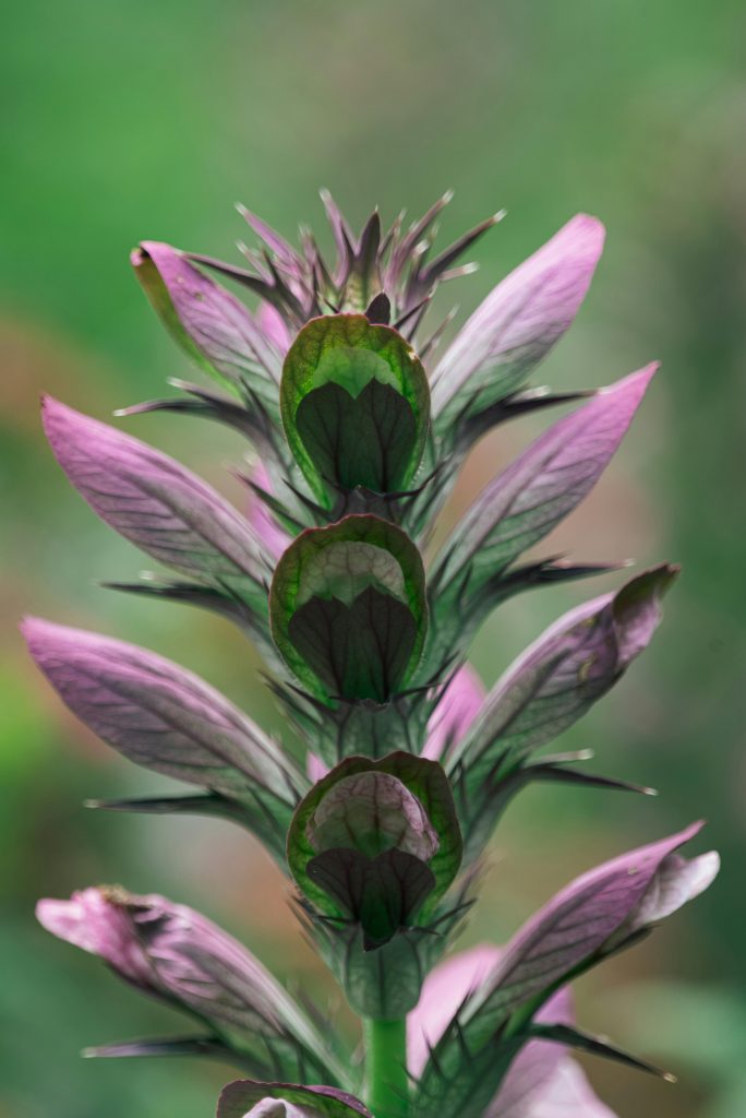 Akantu zieds tuvplānā