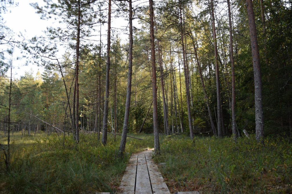 Andupenes purva taka ar koka celiņu starp kokiem
