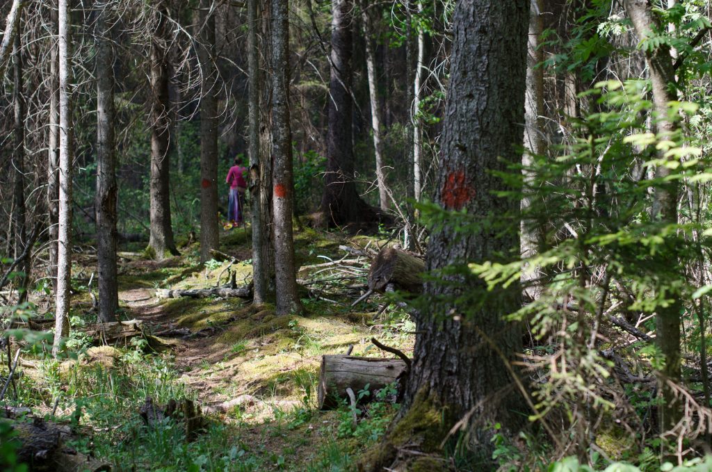 Cužu purva taka cauri mežam.