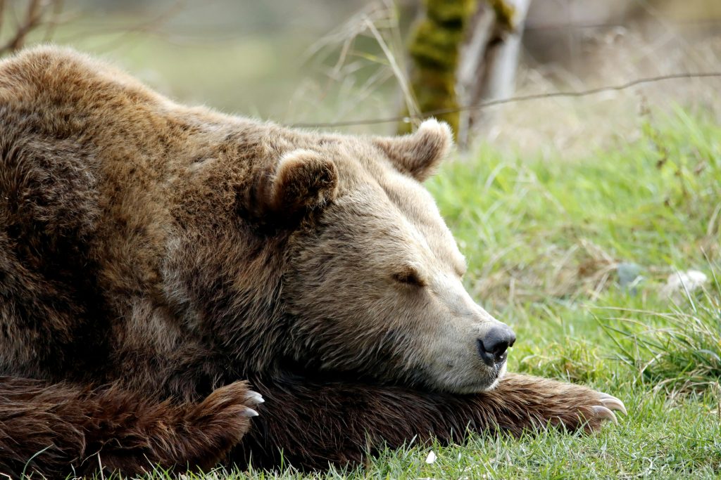 Lācis guļ pļavā pie meža