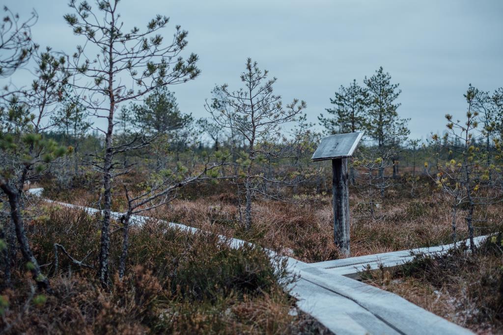 Niedrāju-Pilkas purva taka vakarā.