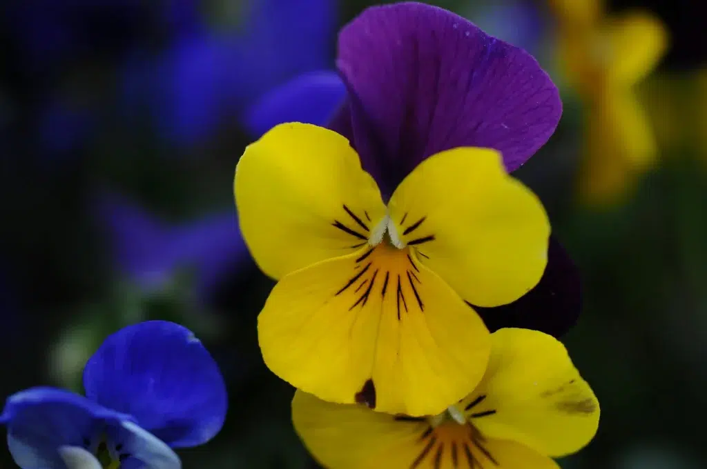 Atraitnīes dažādās krāsās: dzeltenā, violetā, zilā.