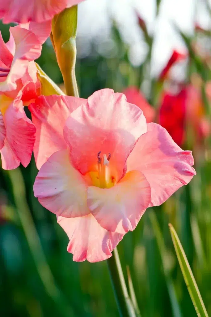 Koši rozā Gladiolas saulē dārzā