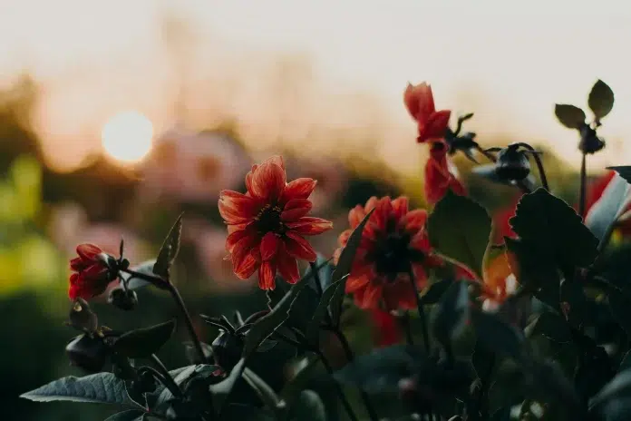 Dārzā audzētas rudens puķes vakara saulē
