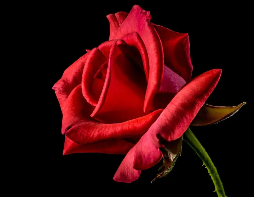 Sarkana roze tuvplānā uz melna fona