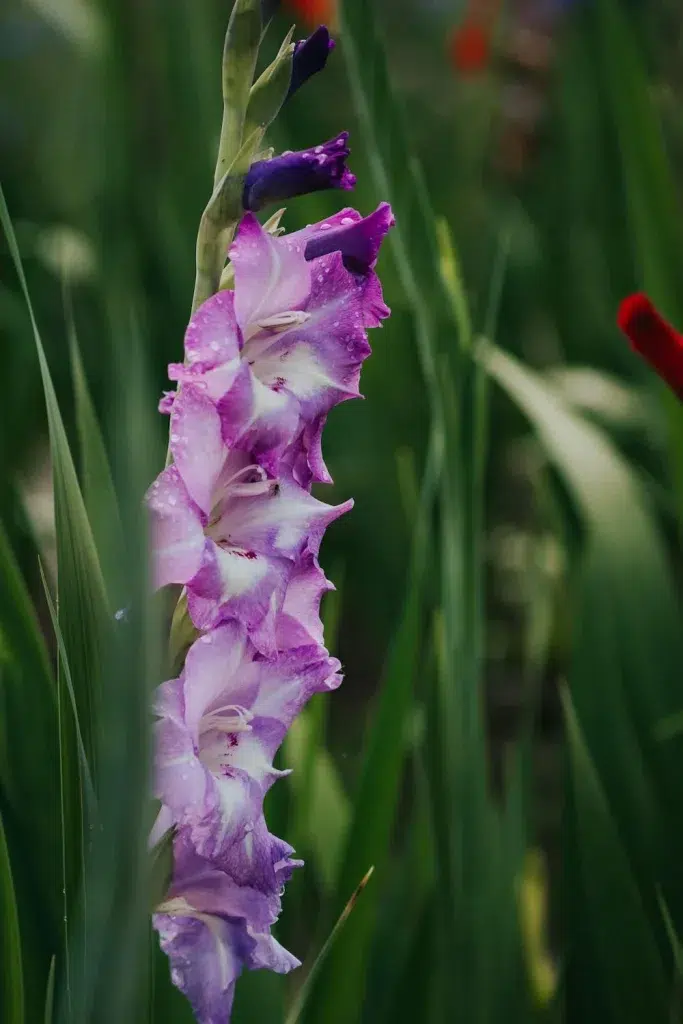 Gladiolas violetā krāsā ar baltu vidu aug dārzā