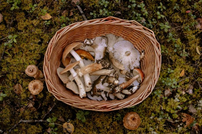 Sēņošanas vietas. Salmu grozs ar dažādām sēnēm.