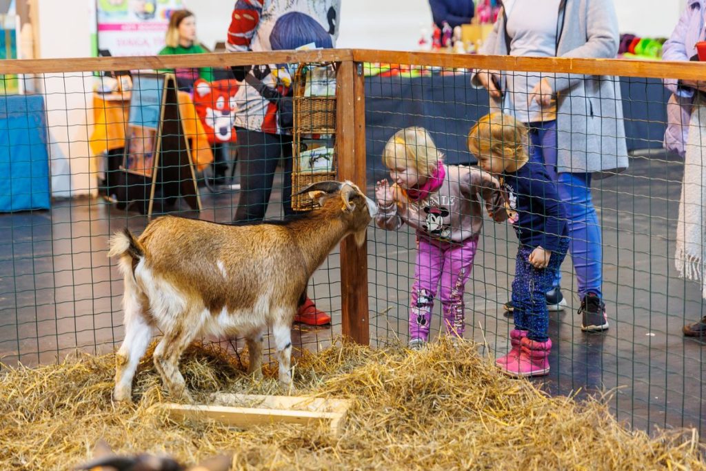 Divi bērni skatās uz kazu aiz žoga "Zooexpo"