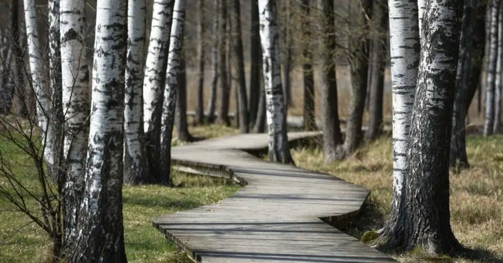 Limbažu Lielezera dabas taka starp bērziem