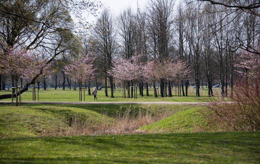 Uzziedējušas sakuras Uzvaras parkā