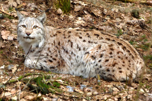 Lūsis Favorīte apgūlusies uz zemes