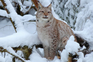 Līgatnes dabas takas lūsis Filozofe