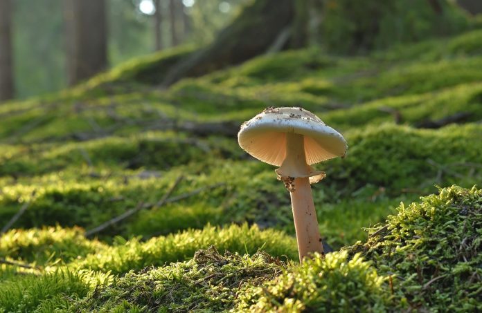 Balta sēne ar lameļu cepurīti aug meža zemsedzē starp lapām, indīgās sēnes latvijā