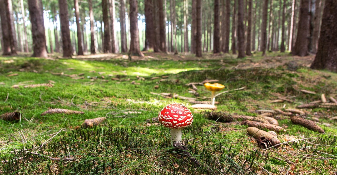 Sarkana mušmire ar baltiem punktiņiem uz cepurītes skuju segā
